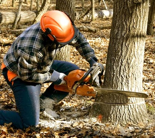 Tree Removal in Nadeau, MI